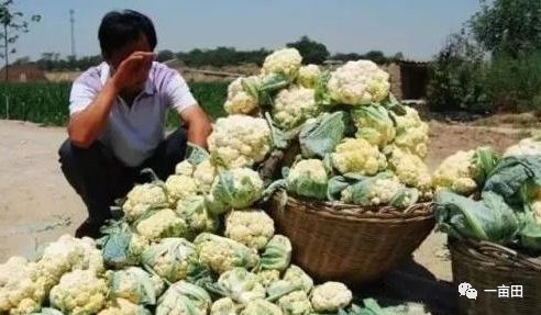 專業代辦助農銷售 萵筍與沃柑200噸高效售罄并即時結款